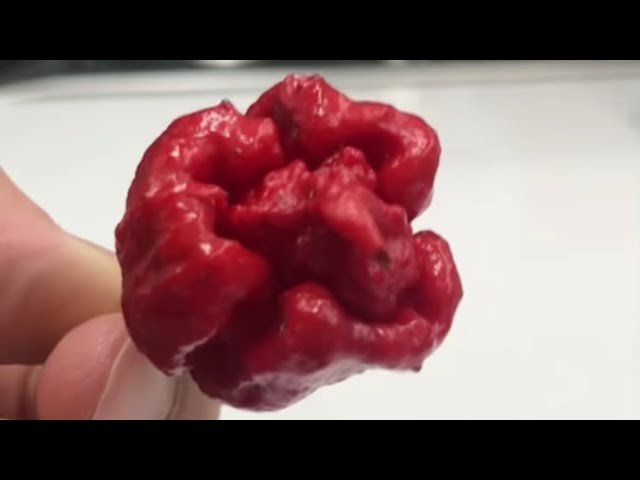 Salsa picante de chile Carolina Reaper