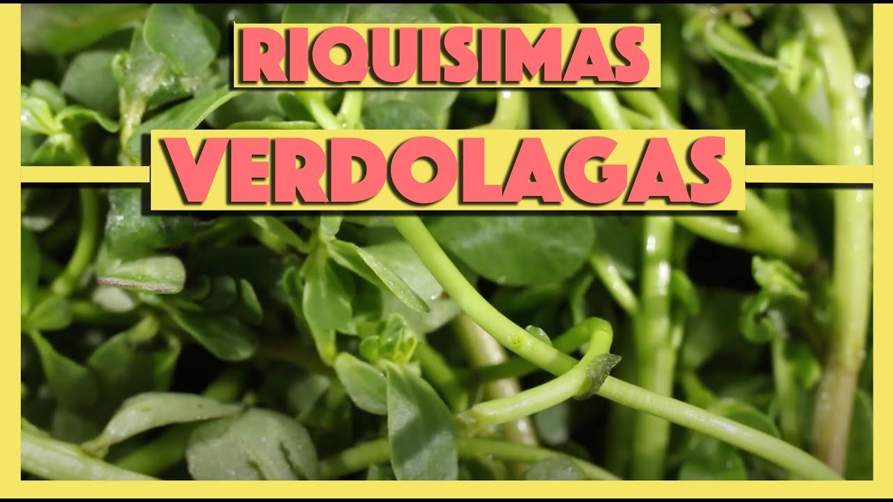 Receta de Verdolagas en salsa verde