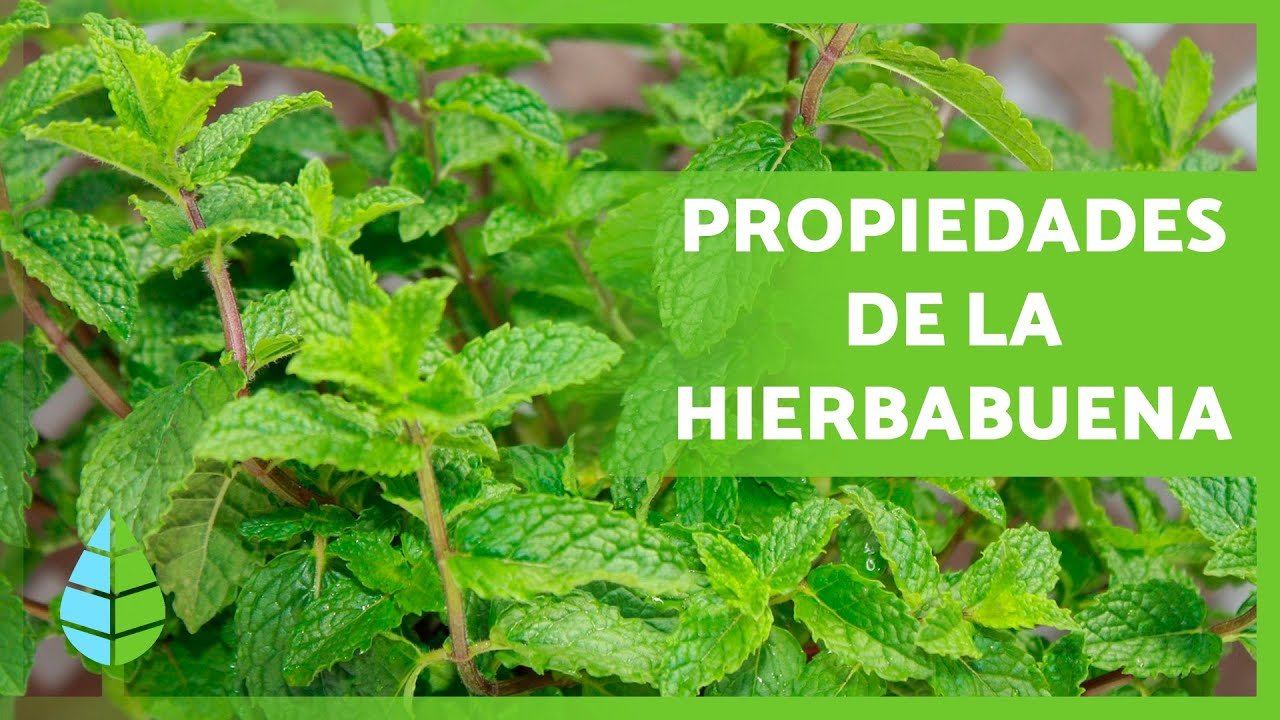 Té de hierbabuena para adelgazar