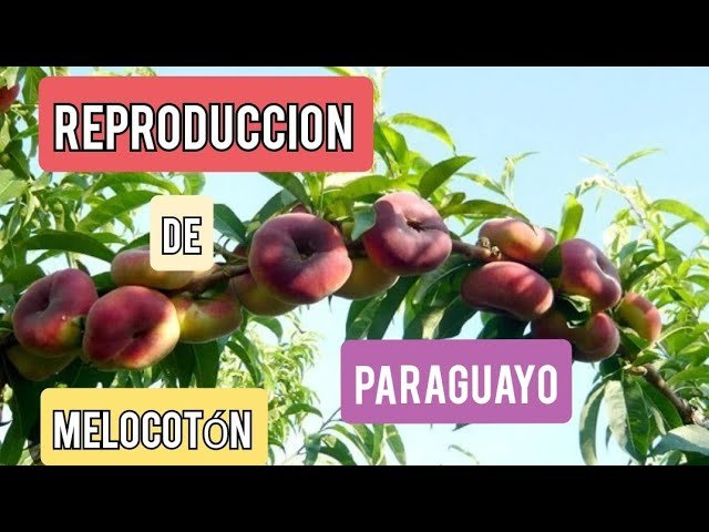 Zumo de melocotón y paraguayo